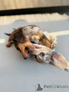 Фото №4. Продажа  в Хельсинки частное объявление, из приюта - цена 46384₽