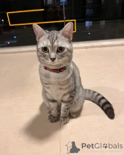 Фото №3. Познакомьтесь с Оливером, маленьким джентльменом с золотым сердцем и королевской. Италия