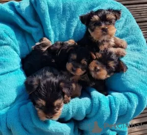 Фото №3. Awesome Teacup Yorkie Puppies по лучшей цене..  Кувейт