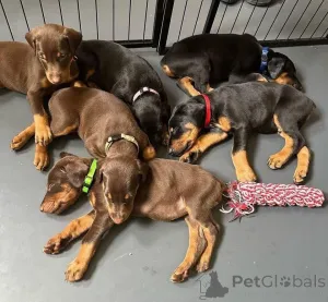 Фото №3. Urocze szczenięta dobermana do adopcji.  Польша