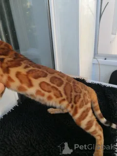 Дополнительные фото: Бенгальский кот Aykamam Amur для разведения