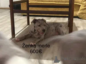 Дополнительные фото: Питбультерьер