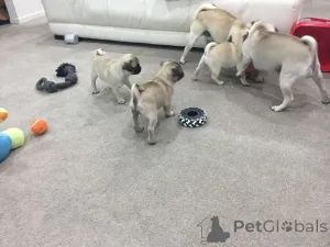 Фото №2 к объявлению №164891 о продаже мопса - купить в Бельгии частное объявление, заводчик