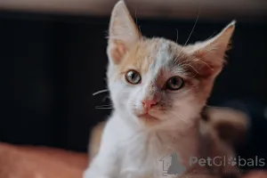 Фото №4. Продам  в Москве реке частное объявление - цена Бесплатно