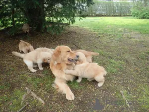 Фото №3. Golden Bundle of Joy Purebred Golden Retriever Puppies for Sale!.  Великобритания
