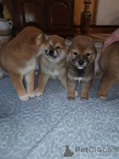 Дополнительные фото: Щенки сиба-ину