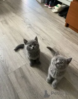 Фото №3. твой самый сокровенный секрет познакомься с этими бархатными котятами. Швейцария