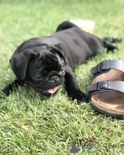 Дополнительные фото: Красивые родители, проведенные