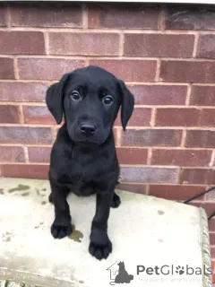 Дополнительные фото: Щенки лабрадора-ретривера.