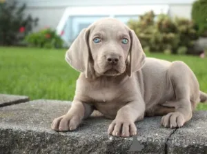 Фото №3. Weimaraner Puppies WhatsApp 64 9-889 4165.  Швейцария