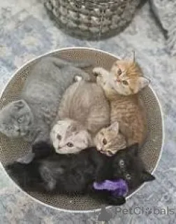 Фото №1. шотландская вислоухая (скоттиш фолд) - купить в Марселе за 46384₽. Объявление №165926