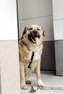 Фото №2 к объявлению №154082 о продаже беспородную - купить в России 