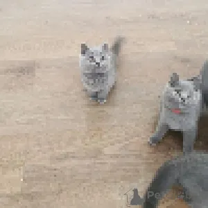 Фото №2 к объявлению №167662 о продаже британская короткошёрстная - купить в Швейцарии частное объявление