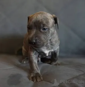 Дополнительные фото: Pitbull Terrier щенки