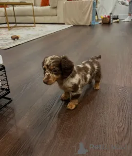 Фото №3. Продаются милые очаровательные щенки таксы, обращайтесь в WhatsApp Business.  Германия