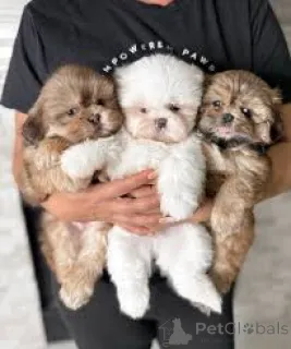 Фото №3. Щеньента Ши-тцу на спшедаже.  Польша