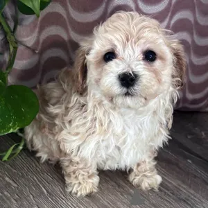 Фото №2 к объявлению №165201 о продаже мальтипу - купить в Бельгии заводчик