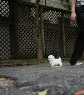 Фото №4. Продажа мальтийскую болонку в Берлине заводчик - цена 60299₽