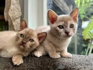 Фото №2 к объявлению №164818 о продаже бурма - купить в Финляндии частное объявление, заводчик