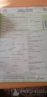 Дополнительные фото: Щенки бернского зенненхунда