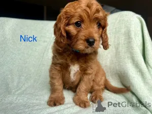 Фото №2 к объявлению №144460 о продаже кинг-чарльз-спаниеля - купить в Австрии заводчик