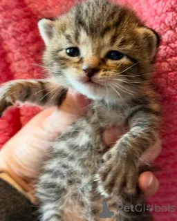 Фото №1. бенгальская - купить в Мюнхене за 58443₽. Объявление №150621