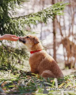 Дополнительные фото: Милейшая Дива,домашняя девочка-щенок ищет дом