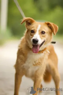 Фото №1. беспородная - купить в Москве реке за Бесплатно. Объявление №150470