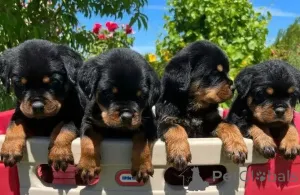 Дополнительные фото: Свяжитесь с Rottweiler-Welpen zu verkaufen... WhatsApp 44 7453 907158