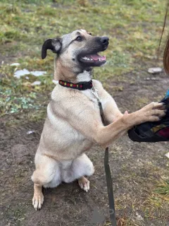 Фото №4. Продажа беспородную в Москве реке частное объявление - цена Бесплатно