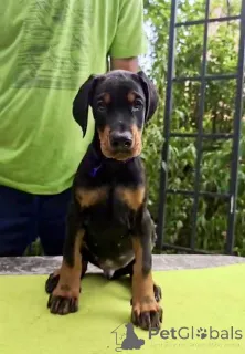 Дополнительные фото: Доберманский чемпион щенок чемпиона родословной