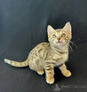 Фото №1. бенгальская - купить в Бюнсдорф за 32468₽. Объявление №150495