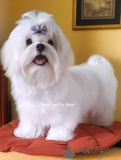 Фото №1. мальтийская болонка - купить в Киеве за договорная. Объявление №158997