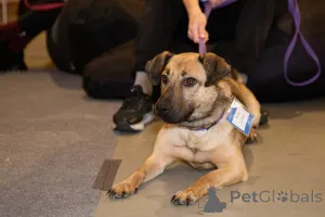 Фото №2 к объявлению №163727 о продаже беспородную - купить в России частное объявление