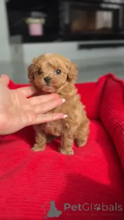 Фото №3. Очаровательная мини-девочка.  Австрия