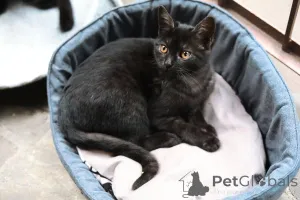 Фото №2 к объявлению №154411 о продаже  - купить в России частное объявление