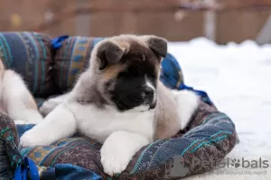 Дополнительные фото: Puppy American Akita