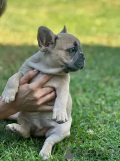 Дополнительные фото: Puppies for sale Very cute French bulldog puppies