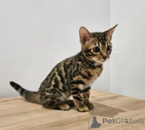 Фото №4. Продам бенгальскую в Берлине частное объявление - цена 41745₽