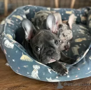 Фото №3. Wunderschöne Französische Bulldoggenwelpen mit Stammbaum..  Германия