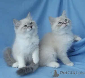 Фото №1. гималайская кошка - купить в Вена за 23192₽. Объявление №155608