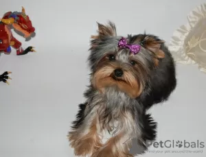 Дополнительные фото: Yorkshire terrier. Boy's and girl's.