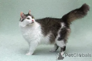 Дополнительные фото: Кошечка Мю ищет доброе сердце.