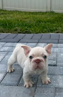 Дополнительные фото: Очаровательные щенки французского бульдога доступны для продажи