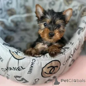 Фото №3. Продаются милые очаровательные щенки йорка. Свяжитесь с WhatsApp Business.  Германия