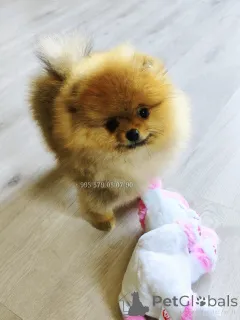 Фото №3. Продаются щенки померанского шпица рыжего окраса, боо..  Грузия