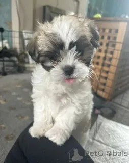 Фото №2 к объявлению №143484 о продаже беспородную - купить в Австрии заводчик