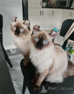 Фото №1. американский керл - купить в Ахерн за 32468₽. Объявление №151621