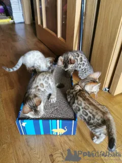 Фото №1. бенгальская - купить в Аризона Сити за 31454₽. Объявление №161245