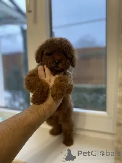 Дополнительные фото: Мини мальтипу